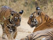 Royal Rajasthan & Wildlife Wonders: A Journey from Delhi to Ahmedabad