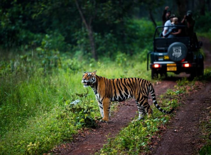 Safari Odyssey in Central India: Discovering Pench and Satpura National Parks