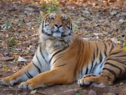 Safaris In Central India Tour From Mumbai