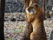 Safaris In Central India Tour From Delhi/Mumbai