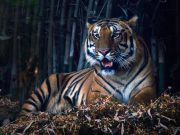 Pench Wilderness Expedition: A Tiger Safari Adventure