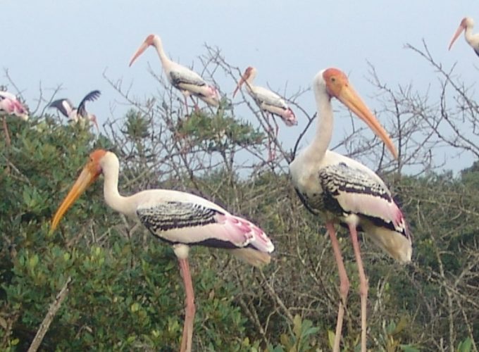 From Temples to Tides: A Journey through Sacred and Scenic Odisha