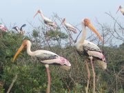 Mangroves and Wildlife Wonders: A Bhitarkanika and Similipal Adventure