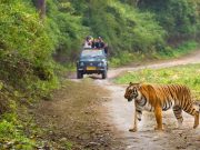 Divine Paths & Wild Tracks: Rishikesh & Corbett National Park Tour