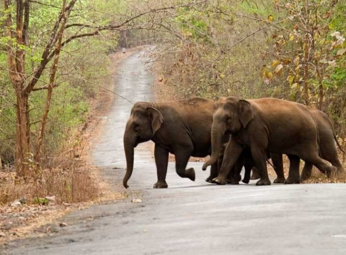 Goa to Dandeli: Thrills and Wildlife Exploration