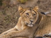 Gir Safari and Junagadh Discovery: A Regal Wildlife Journey