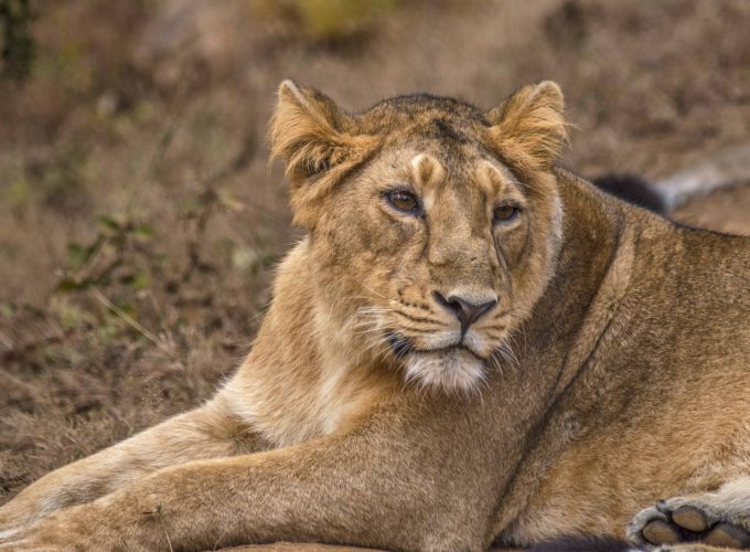 Gir Safari and Junagadh Discovery: A Regal Wildlife Journey