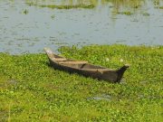 Rhinos, Rivers, and Tribal Trails: An Assam Adventure