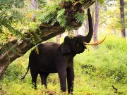 Cultural Mysore and Kabini Jungle Expedition