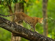 Bangalore to Kabini: An Expedition Through Nature’s Paradise