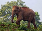 Ancient Temples & Wildlife Expeditions: From Kolkata to Puri