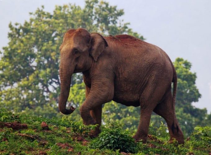 Ancient Temples & Wildlife Expeditions: From Kolkata to Puri