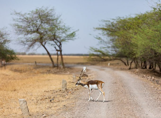 Safari in Blackbuck National Park, Overnight Tour from Vadodara