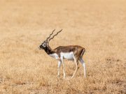 Safari in Blackbuck National Park, Overnight Tour from Rajkot