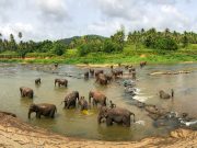 Splendor of Sri Lanka: From Sigiriya to South Beach and Safari