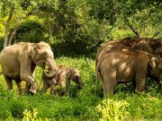 Wildlife and Heritage: A Journey Through Bandipur and Mysore