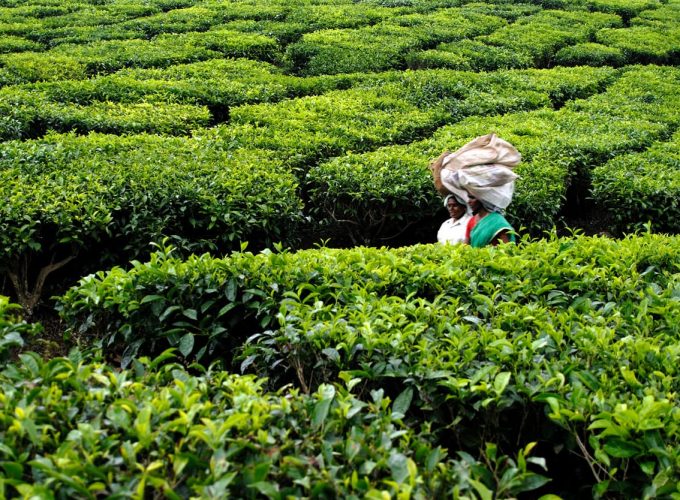 Scenic Kerala: Munnar Tea Gardens to Alleppey Backwaters