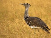 White Rann of Kutch City Break Including Safari in Narayan Sarovar Sanctuary