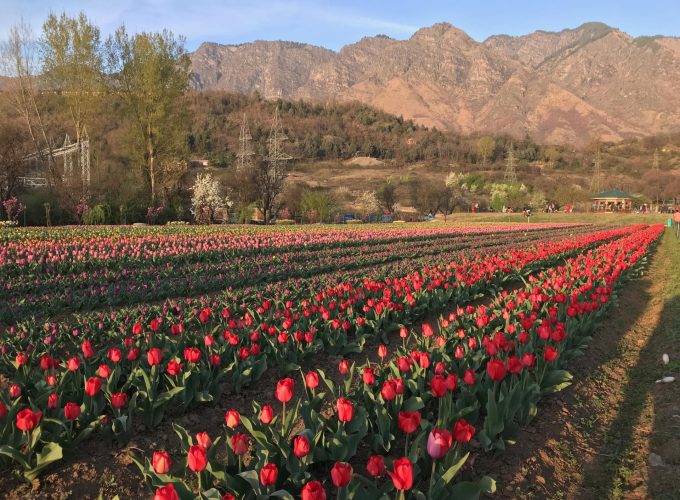 Enchanting Srinagar: Gardens, Temples, and Cultural Treasures